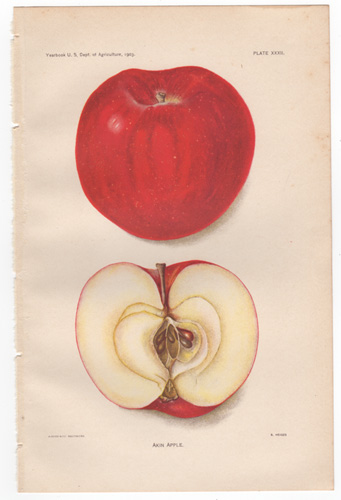 Akin Apple